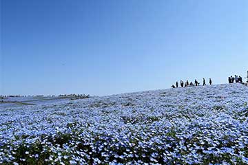 【茨城の自然&グルメを満喫!/横浜・たまプラ発】ひたち海浜公園「530万本のネモフィラの丘」&約26万本のチューリップや菜の花もお楽しみ!グルメな日帰り2食付き10,990円!1